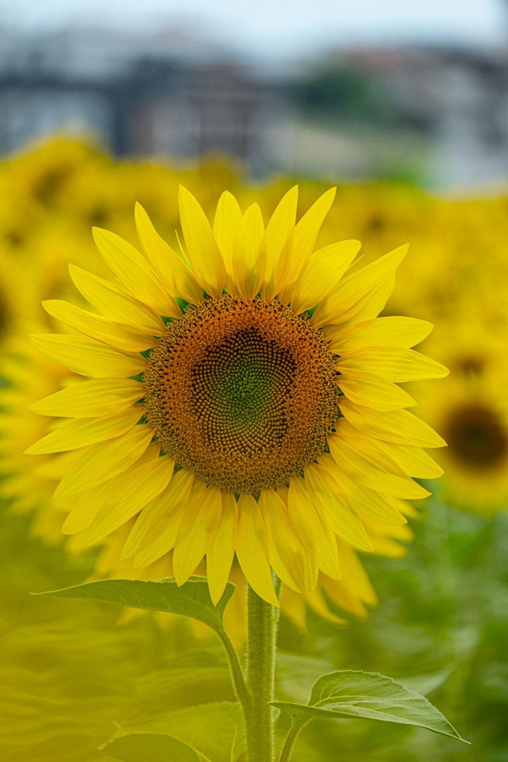 a large sunflower in a field of sunflowers