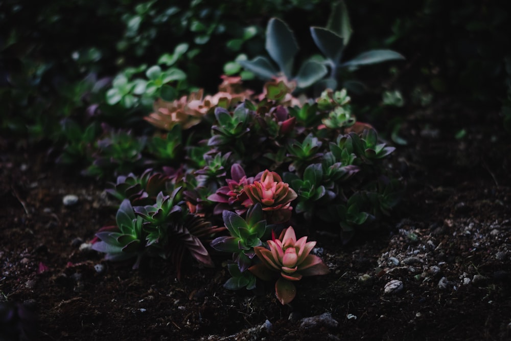 um grupo de pequenas plantas rosa e verde