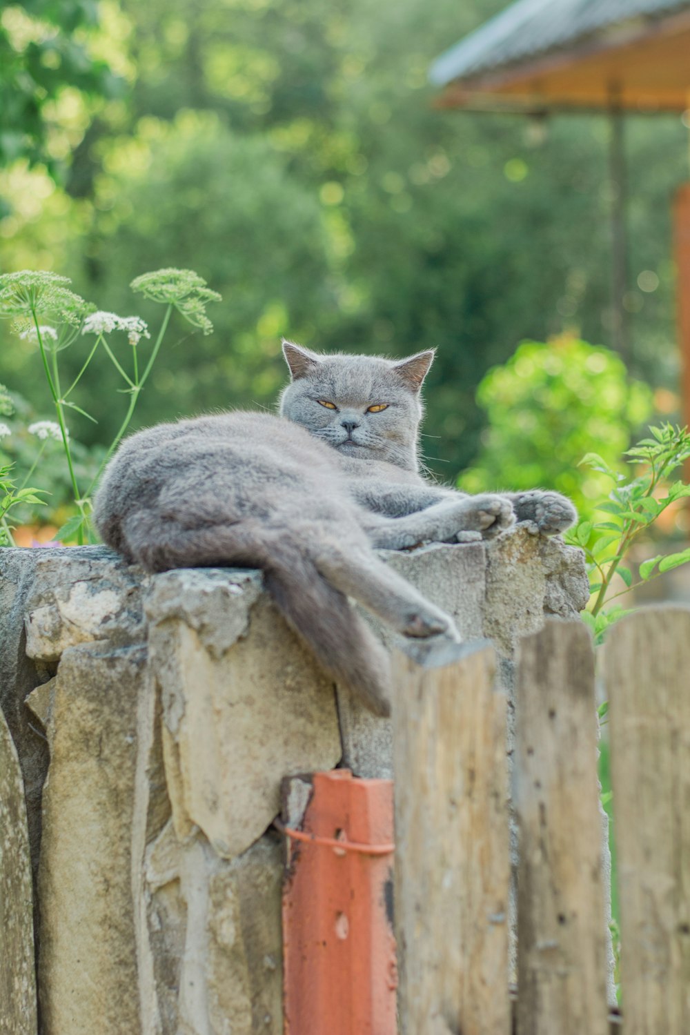 a gray cat laying on top of a wooden fence
