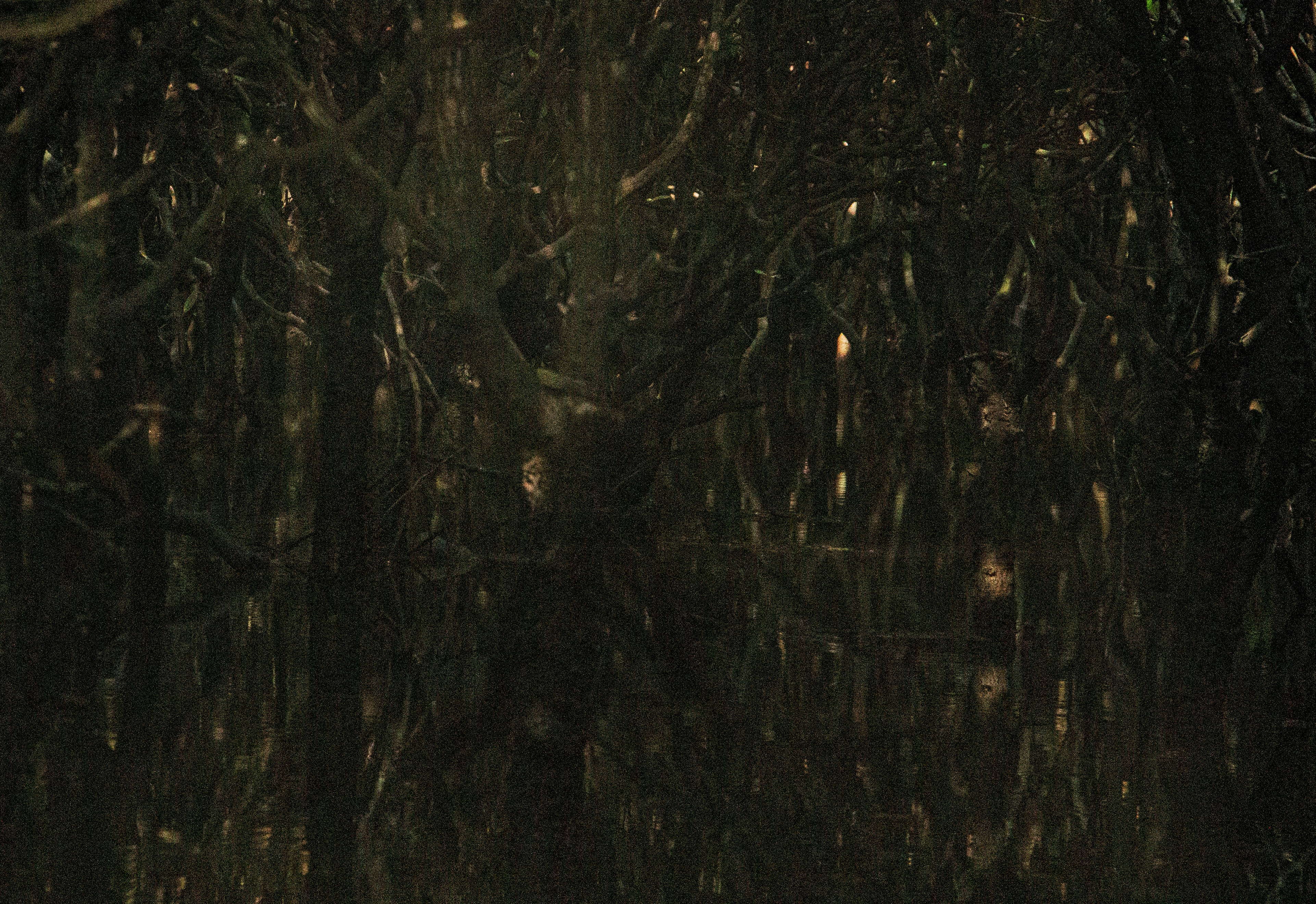 Photo by maro_of_sengu