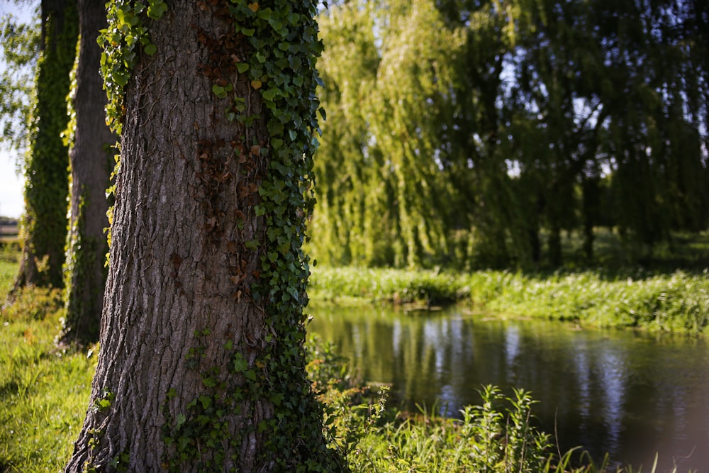 a tree with vines growing on it next to a body of water