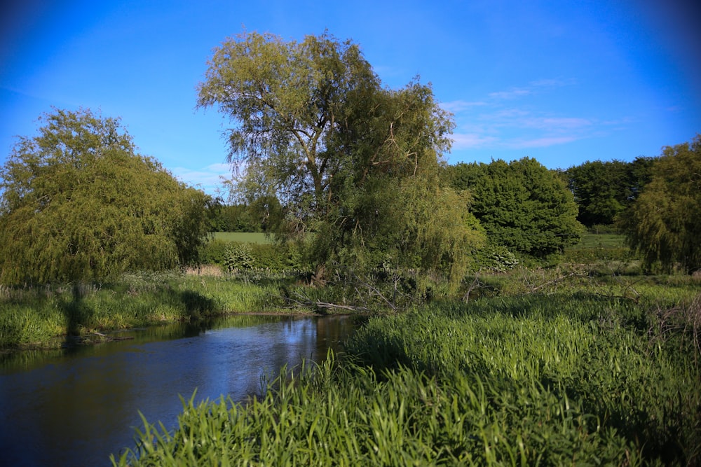 a river running through a lush green forest