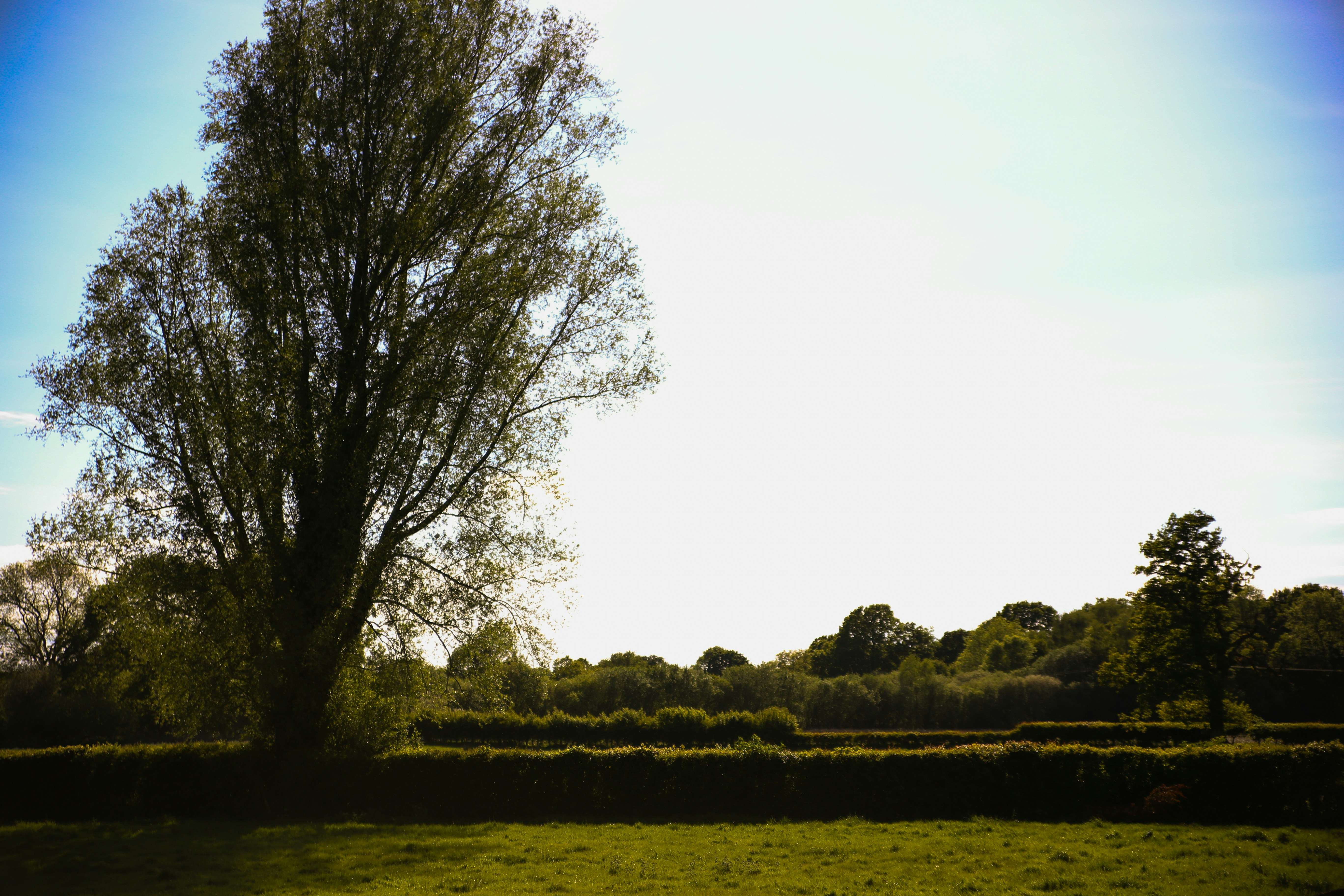 a lone tree in a grassy field with a blue sky in the background