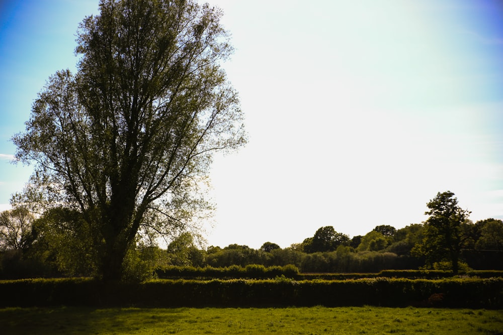 a lone tree in a grassy field with a blue sky in the background