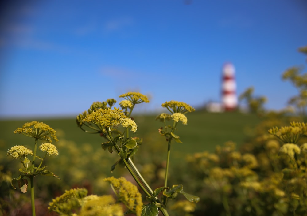 a field of yellow flowers with a lighthouse in the background