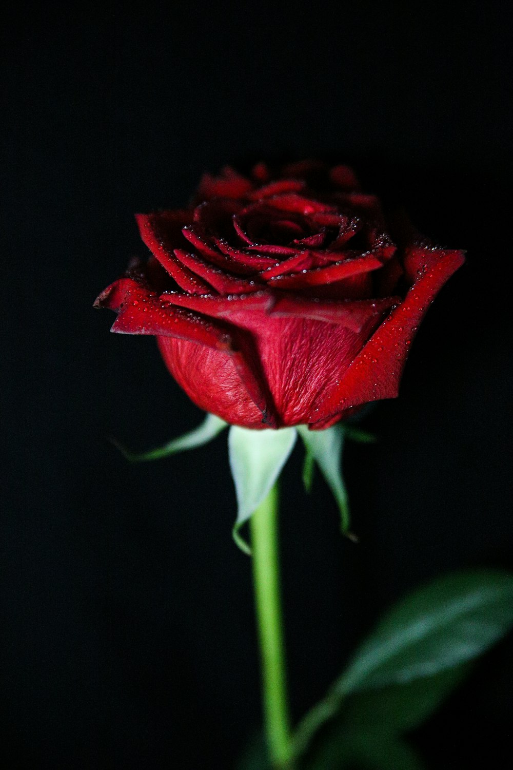 a single red rose with water droplets on it