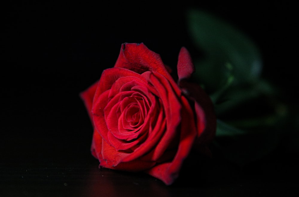 a close up of a red rose on a black background