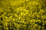 A dense field of bright yellow flowers, likely rapeseed or canola, fills the scene. The flowers are in full bloom under natural light, creating a vibrant and lively atmosphere with soft focus on background blooms.