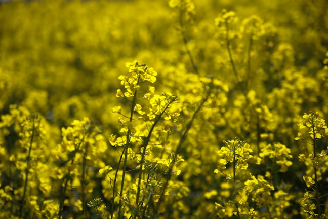 A dense field of bright yellow flowers, likely rapeseed or canola, fills the scene. The flowers are in full bloom under natural light, creating a vibrant and lively atmosphere with soft focus on background blooms.