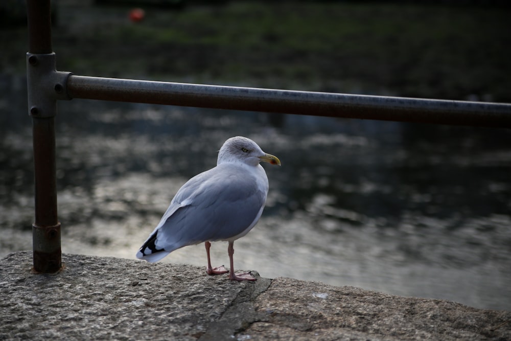 a seagull is standing on a ledge by the water