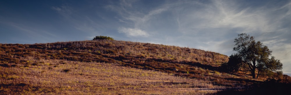 a hill with a tree on top of it