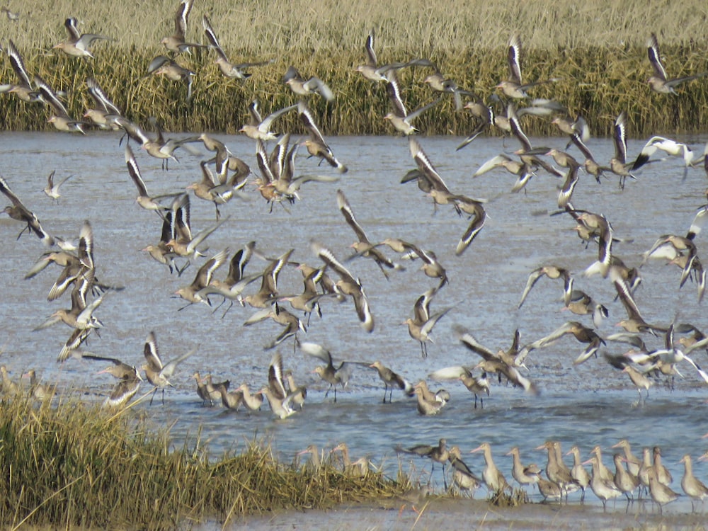 a flock of birds flying over a body of water