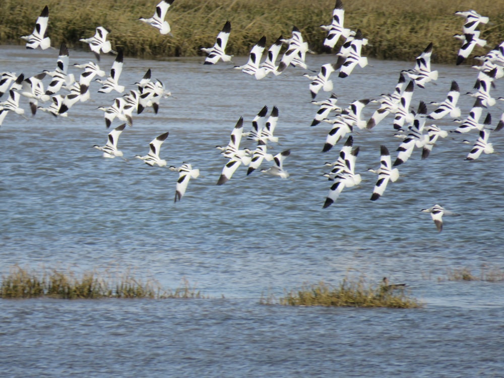 a flock of birds flying over a body of water