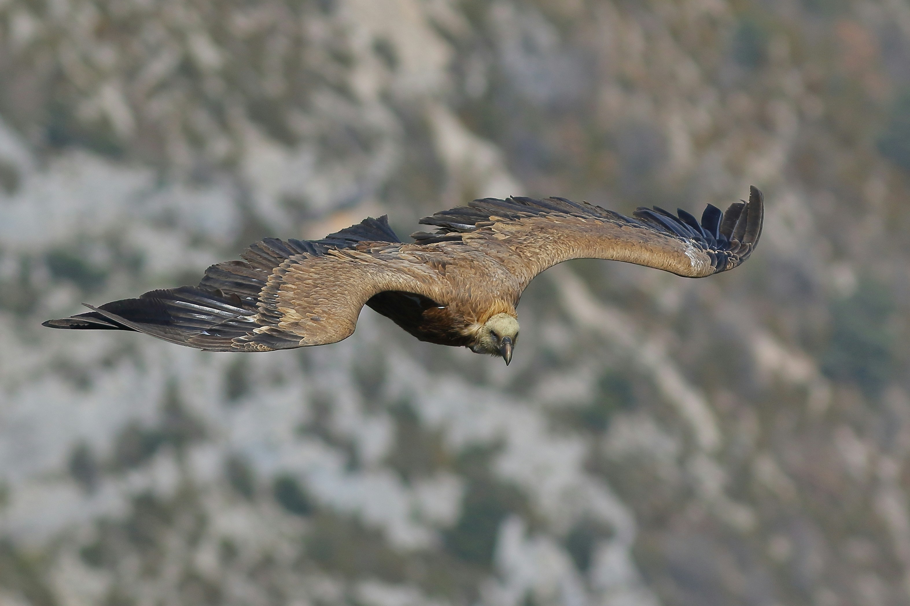 Foto Un ave de rapiña volando en el aire – Imagen Francia gratis en ...