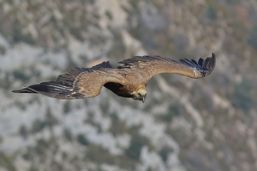 a bird of prey flying in the air