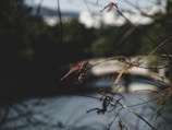 A serene and slightly out-of-focus background featuring a blurred bridge and body of water are framed by delicate branches with dried leaves in the foreground. The overall mood is calm and introspective.
