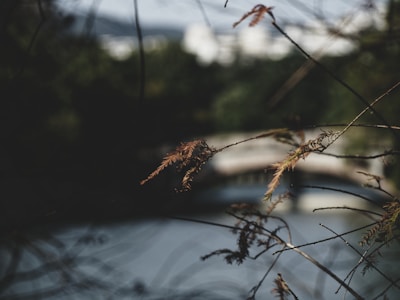 A serene and slightly out-of-focus background featuring a blurred bridge and body of water are framed by delicate branches with dried leaves in the foreground. The overall mood is calm and introspective.