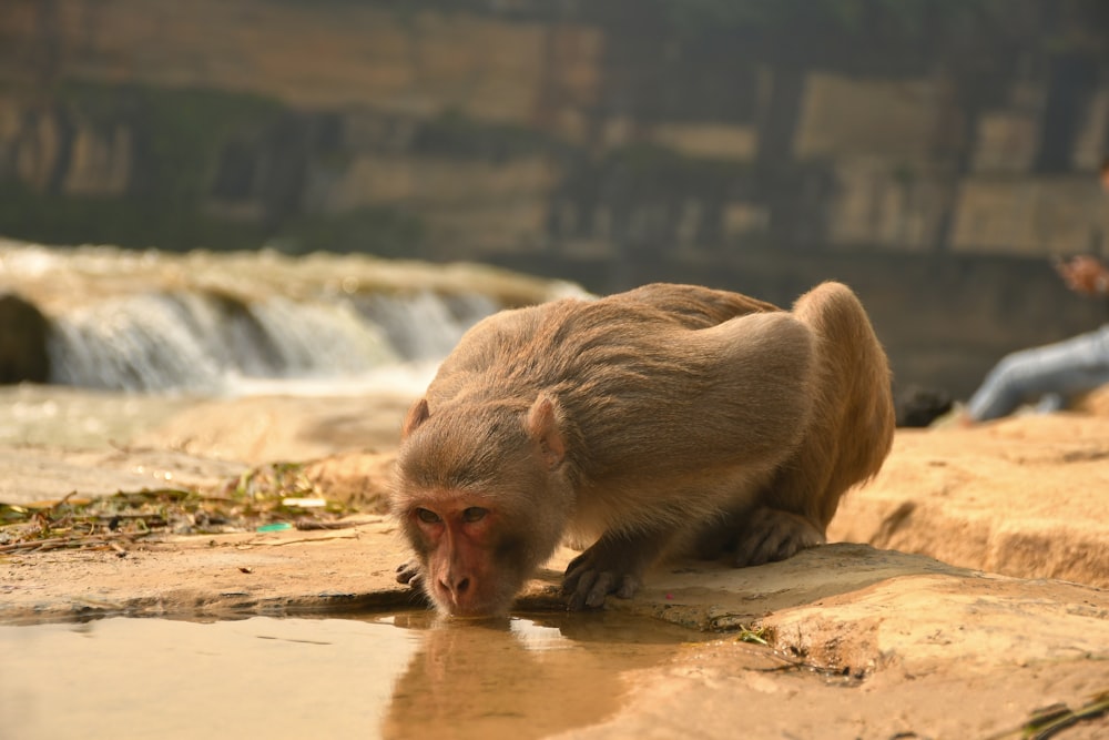 a monkey drinks water from a pool of water
