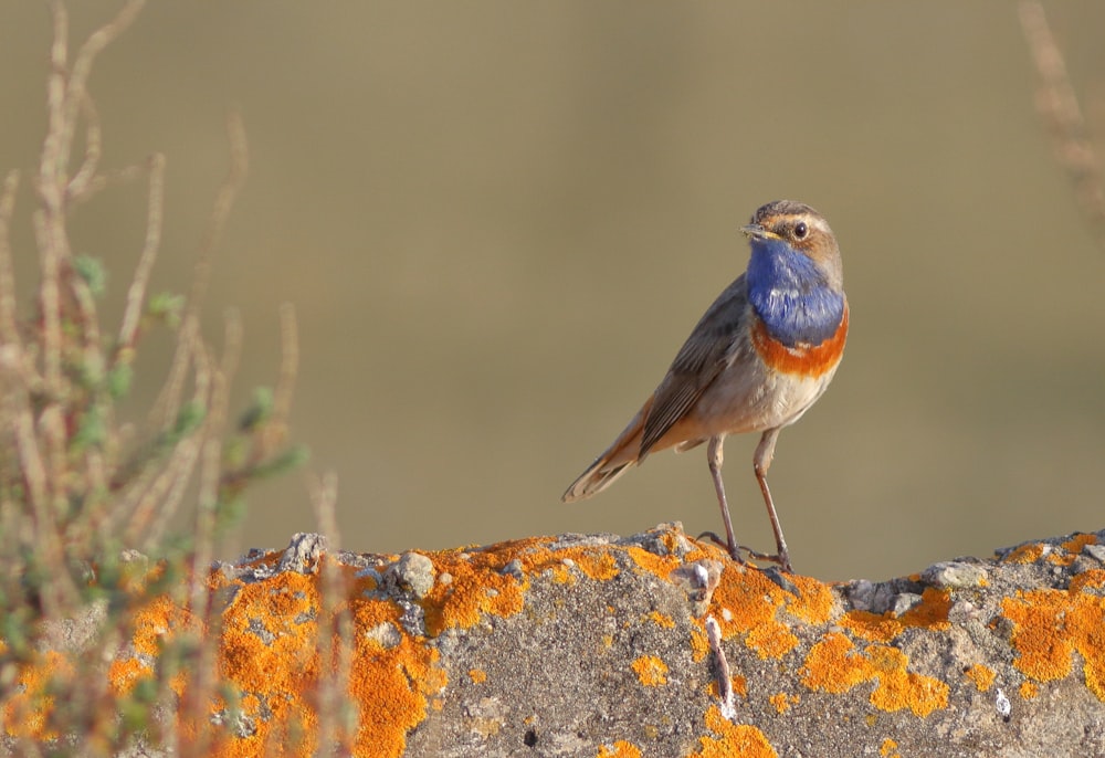 a small bird standing on a rock with orange lichen
