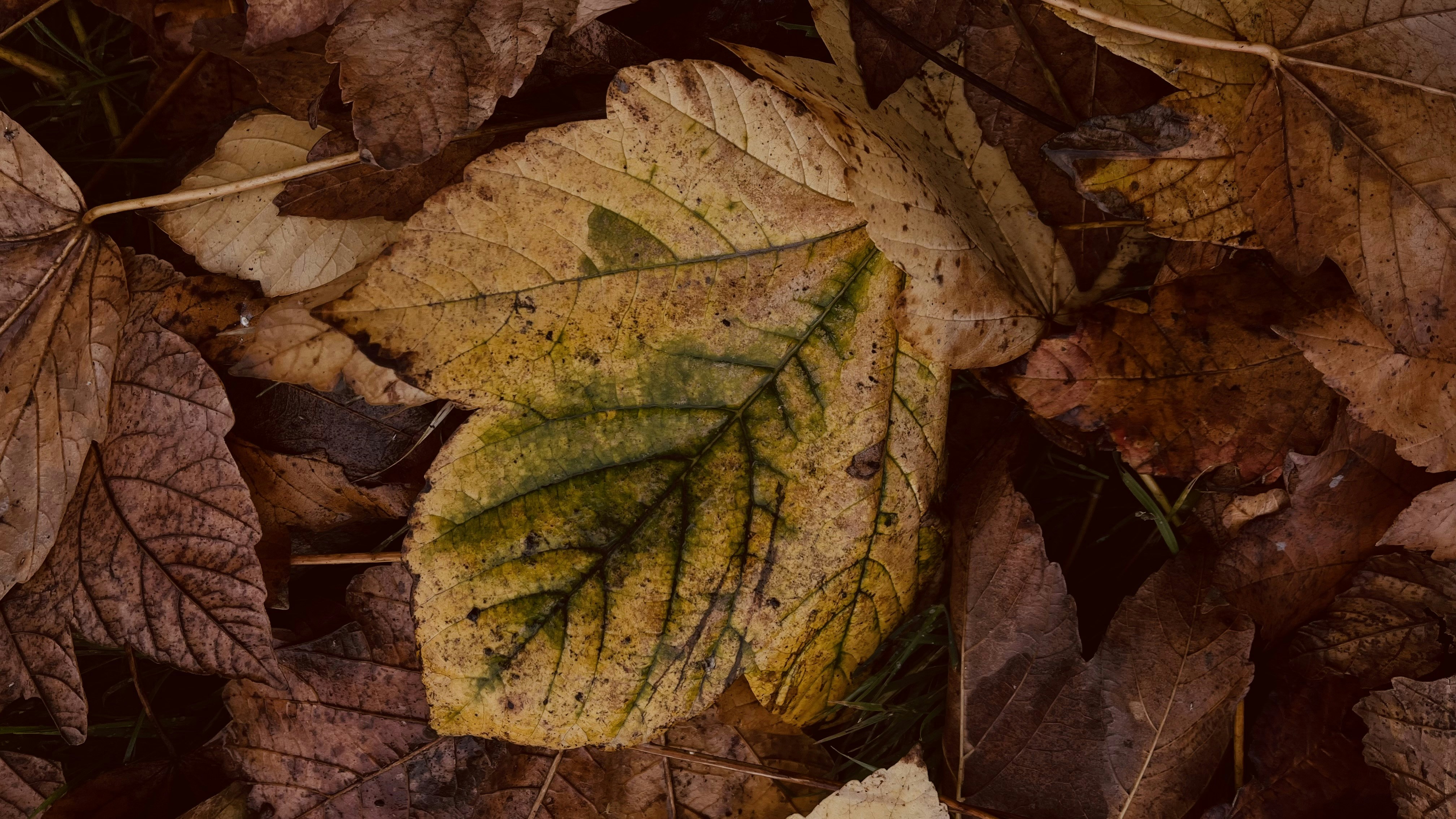 Photo by nimaaghakhani