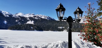 A picturesque Christmas tree farm in Central Wisconsin during winter.