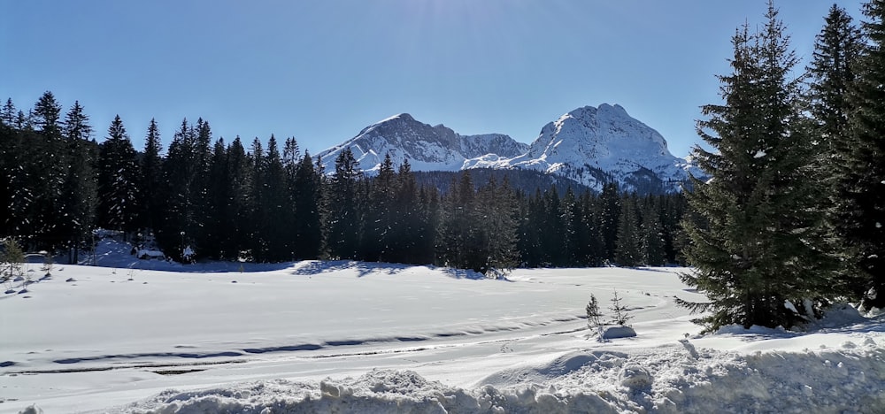 Un campo innevato con alberi e montagne sullo sfondo