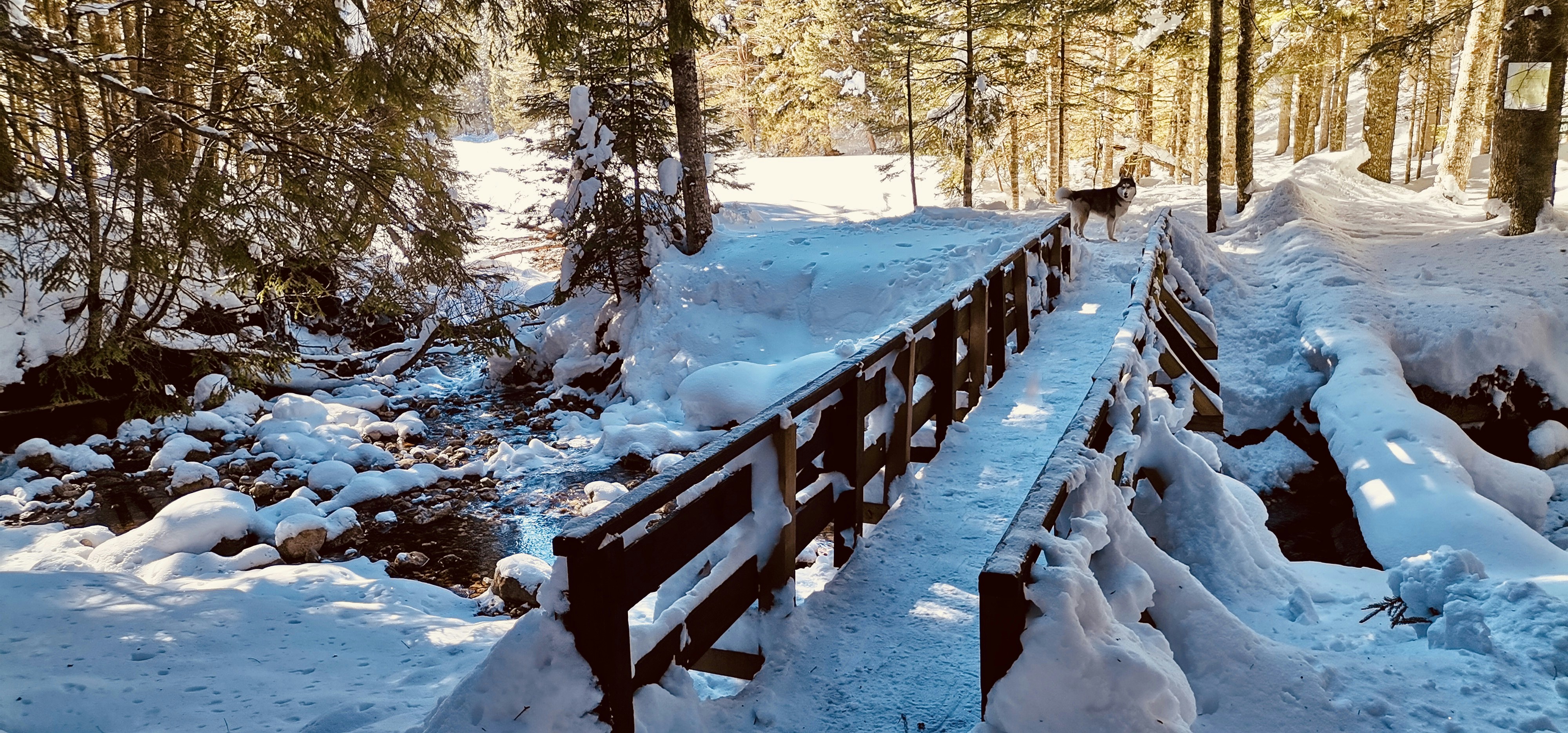 a bridge that is covered in snow in the woods