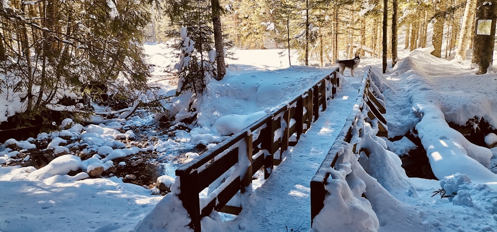a bridge that is covered in snow in the woods