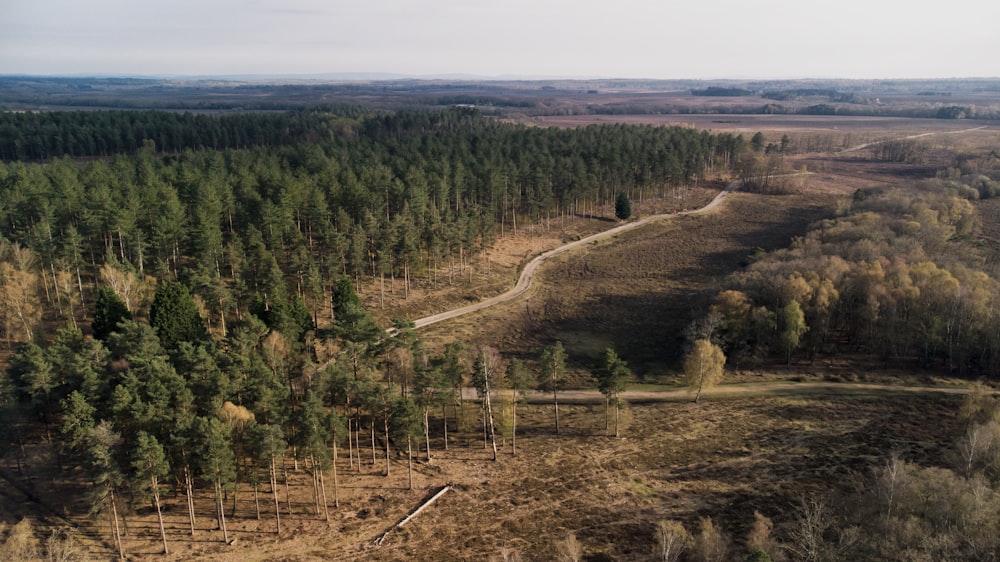 an aerial view of a forest with a dirt road