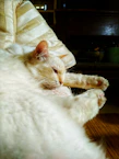 A stylish cat dressed in a soft pastel hoodie, lounging on a cozy cushion.