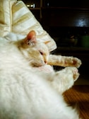 Close-up of a fluffy white cat kneading a cozy orthopedic bed with a soft blanket.