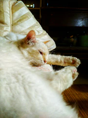 A fluffy cat being pampered during grooming, with a peaceful boarding area visible nearby.