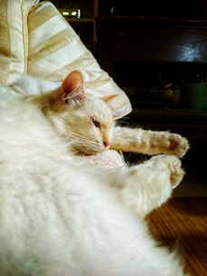 A fluffy cat curled up, napping contentedly on a cozy couch.