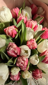 Tulipanes Rosados