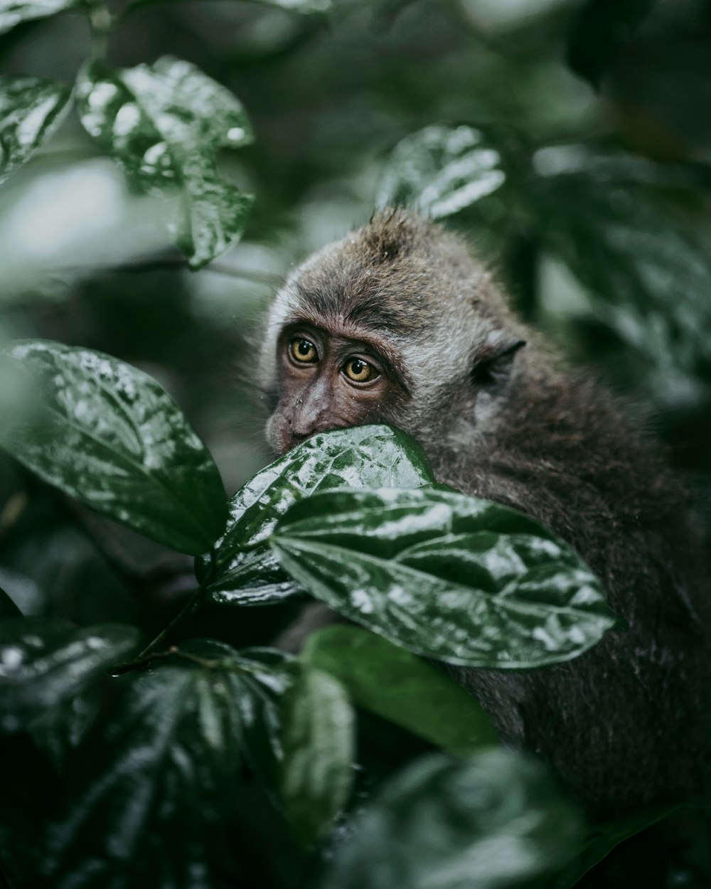 um macaco está escondido nas folhas de uma árvore