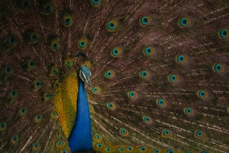 a close up of a peacock with its feathers open