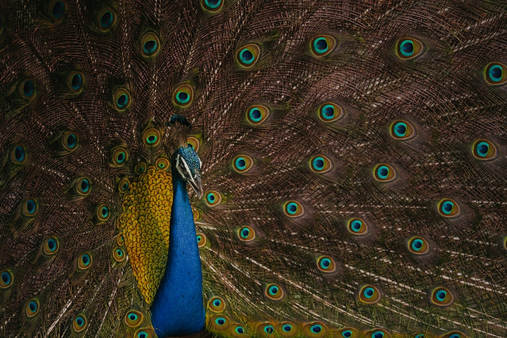 a close up of a peacock with its feathers open