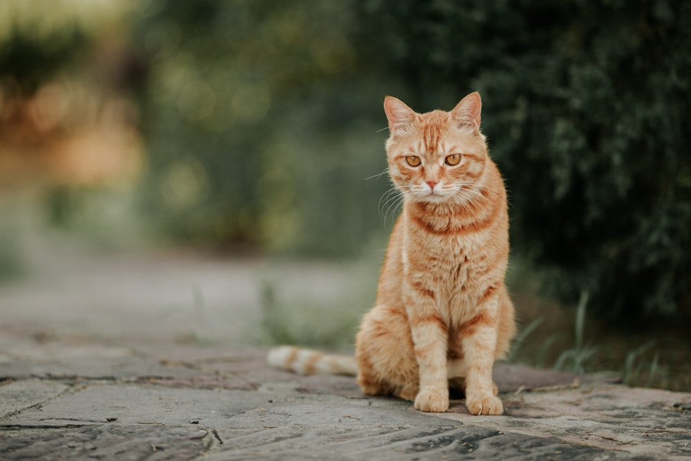 an orange cat sitting on top of a stone walkway