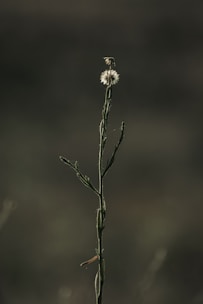 a plant with a small white flower on top of it