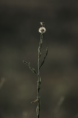 a plant with a small white flower on top of it