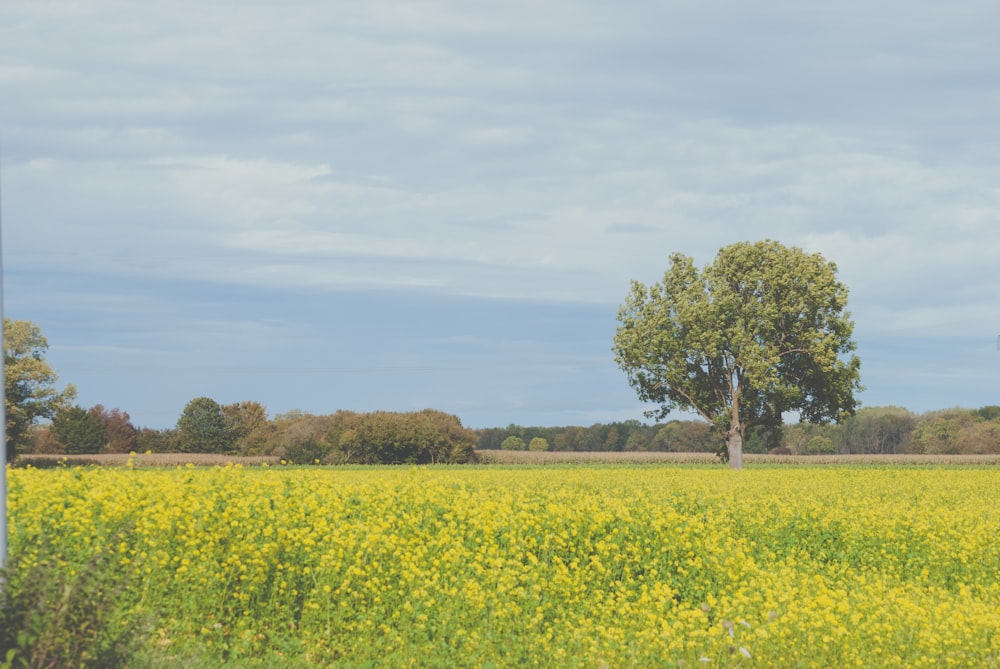 a lone tree in a field of yellow flowers