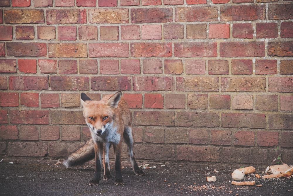 a red fox standing in front of a brick wall