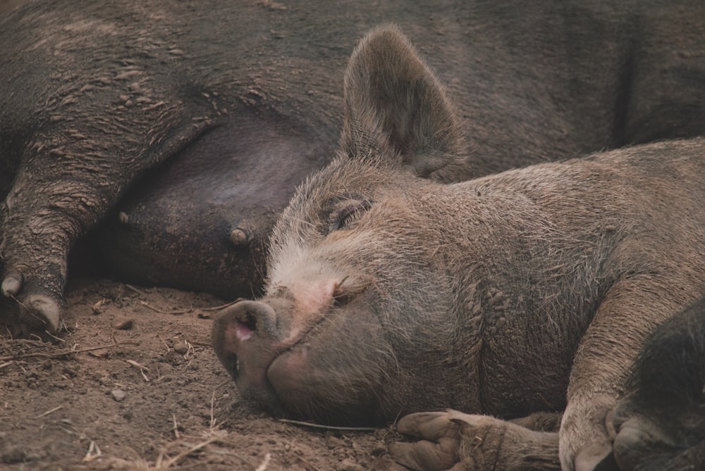 a large pig laying on top of a dirt field