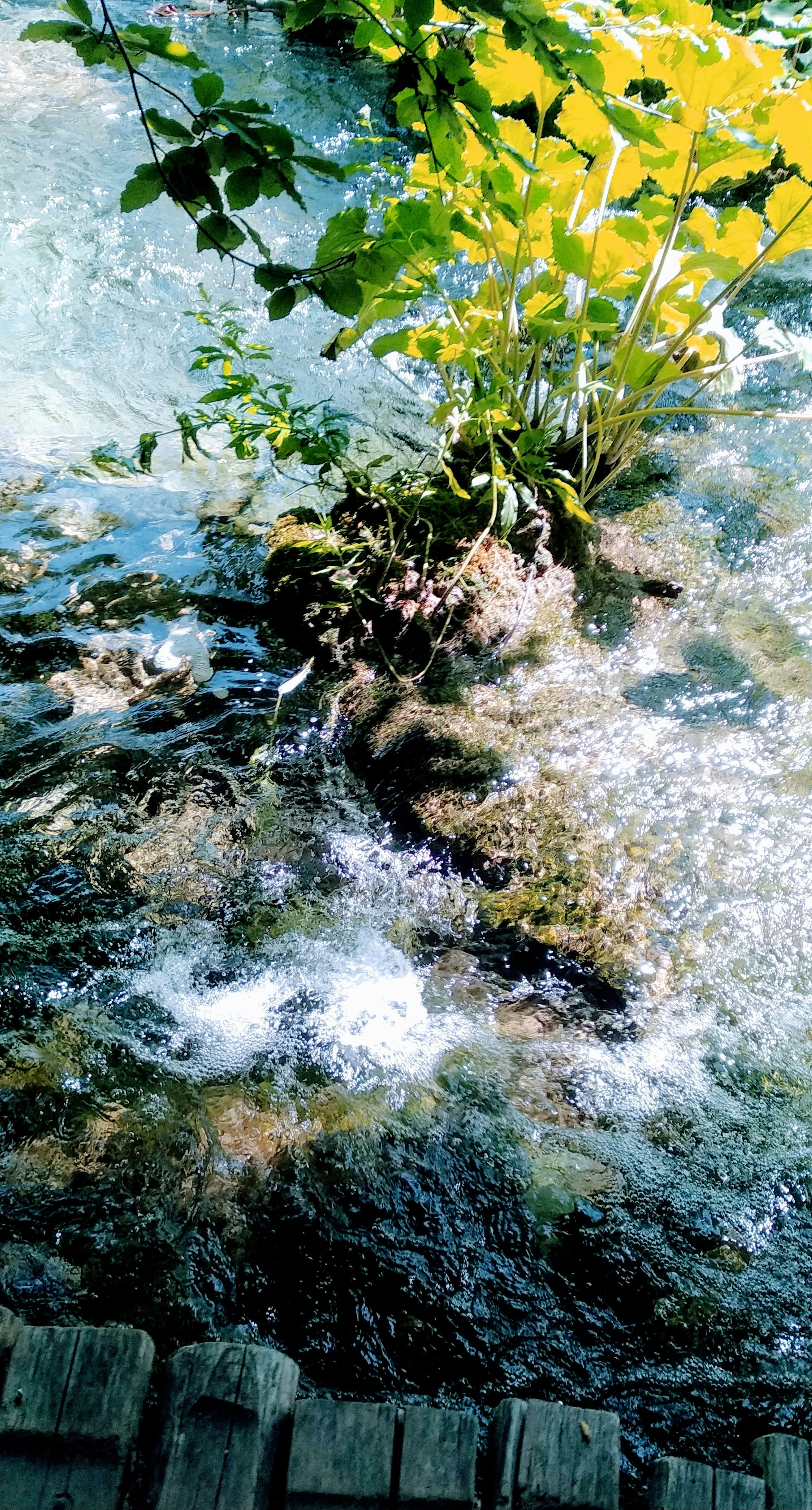 a river running through a lush green forest