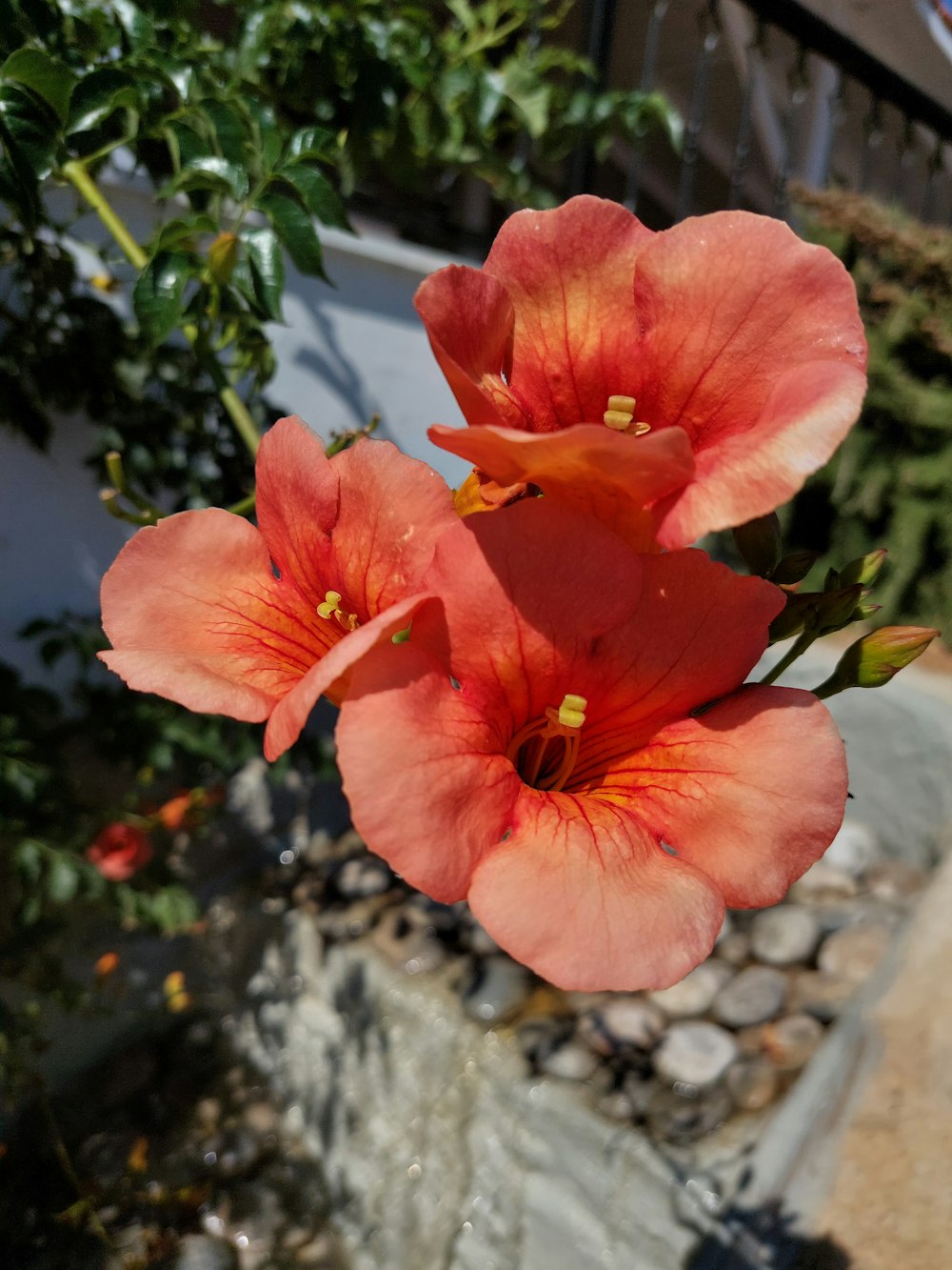 a couple of flowers that are in a vase