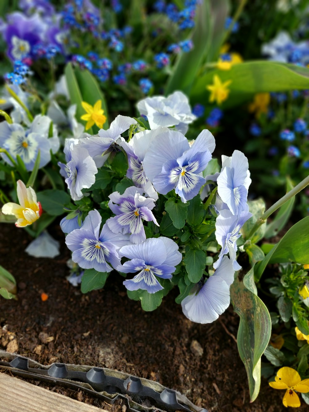 a bunch of flowers that are in the dirt