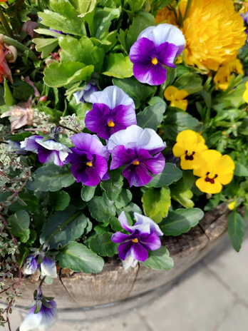 A seasonal flower arrangement in a rustic wooden planter, bursting with vibrant colors.