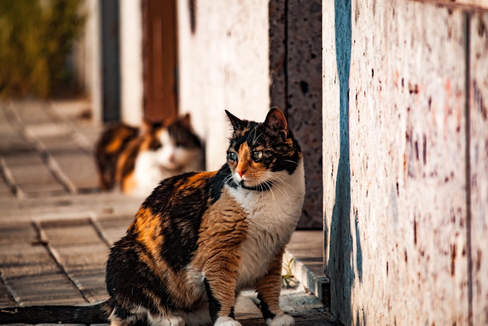 a calico cat sitting on the side of a building