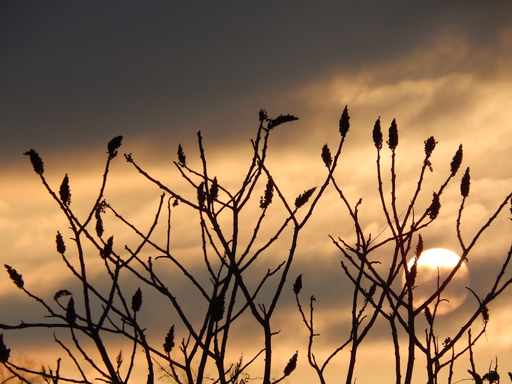 the sun is setting behind the branches of a tree