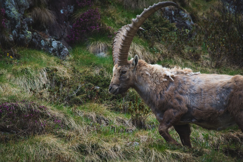 a mountain goat with long horns standing on a grassy hill